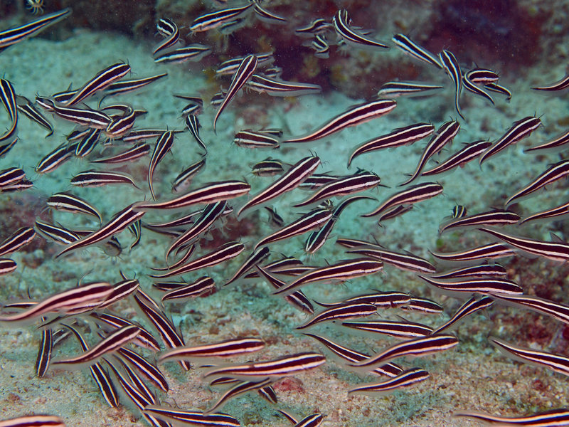 Batangas Channel, Catfish